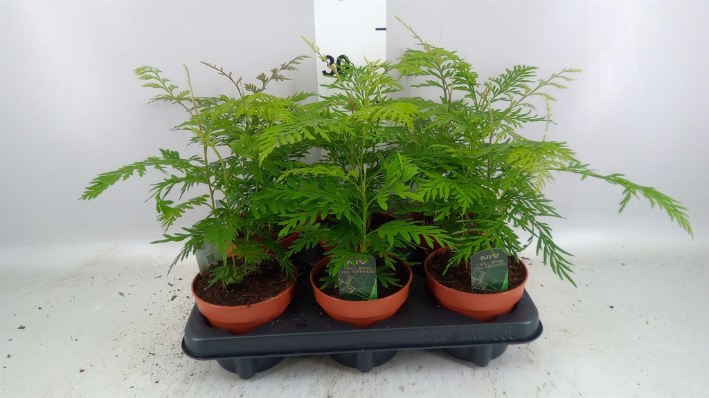 Grevillea Robusta 12Ø 35cm