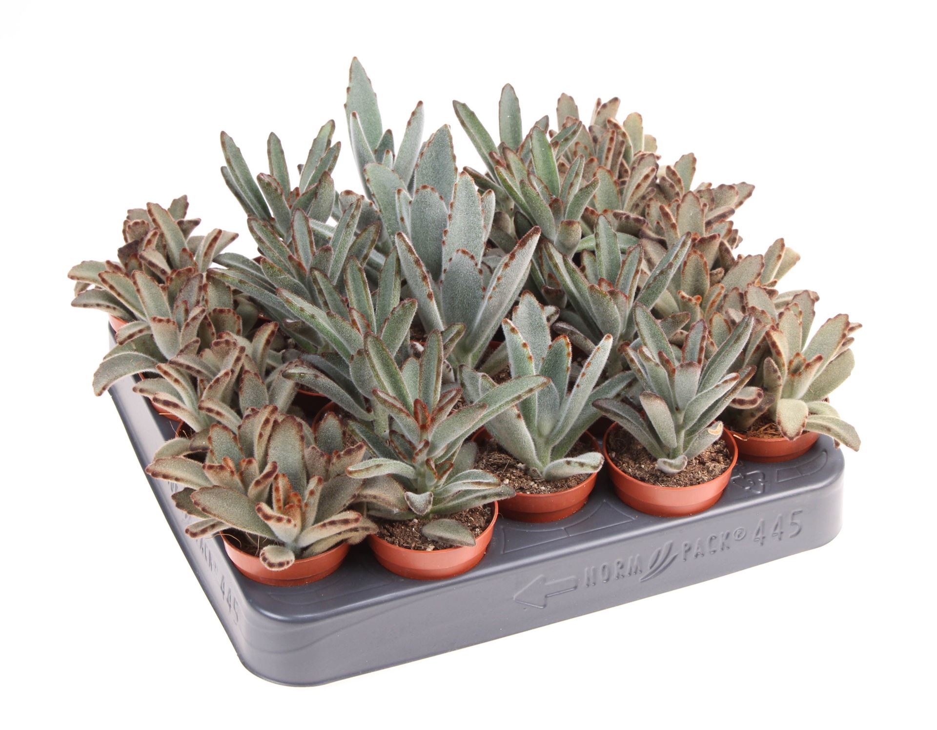 Kalanchoe Ov 505Ø 8cm
