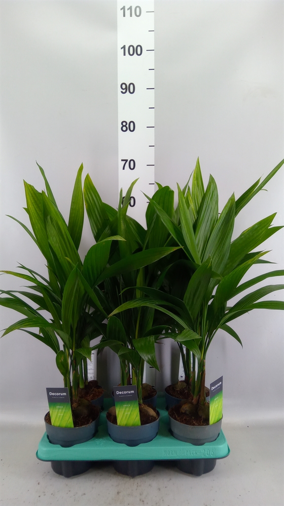 Areca Catechu 12Ø 50cm