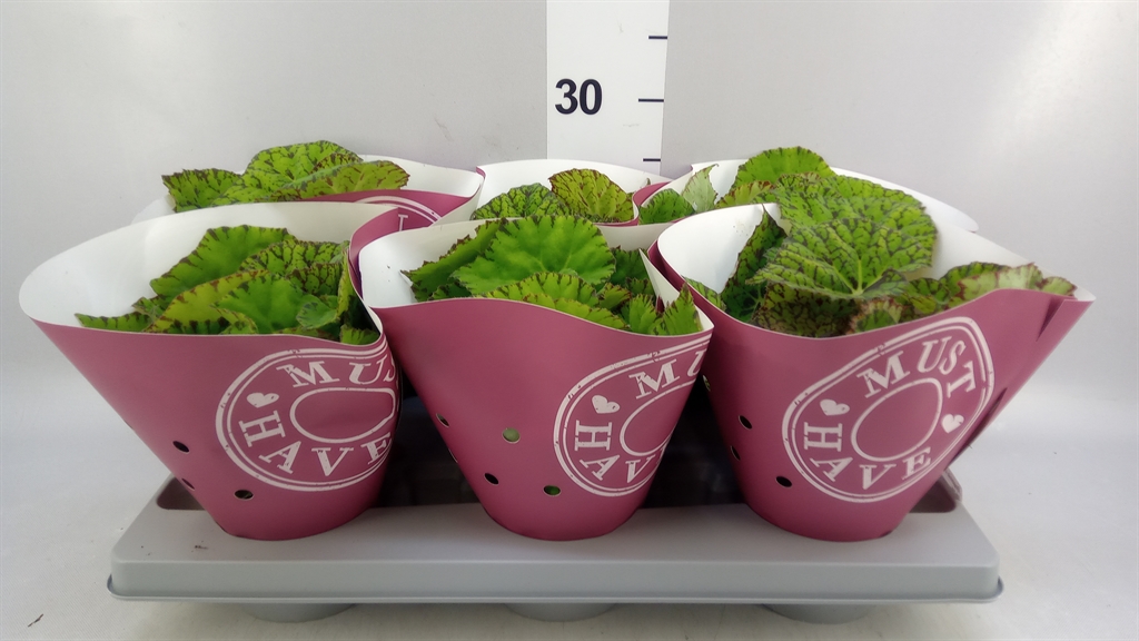 Begonia Leaf Rex Lime Fever 13Ø 25cm