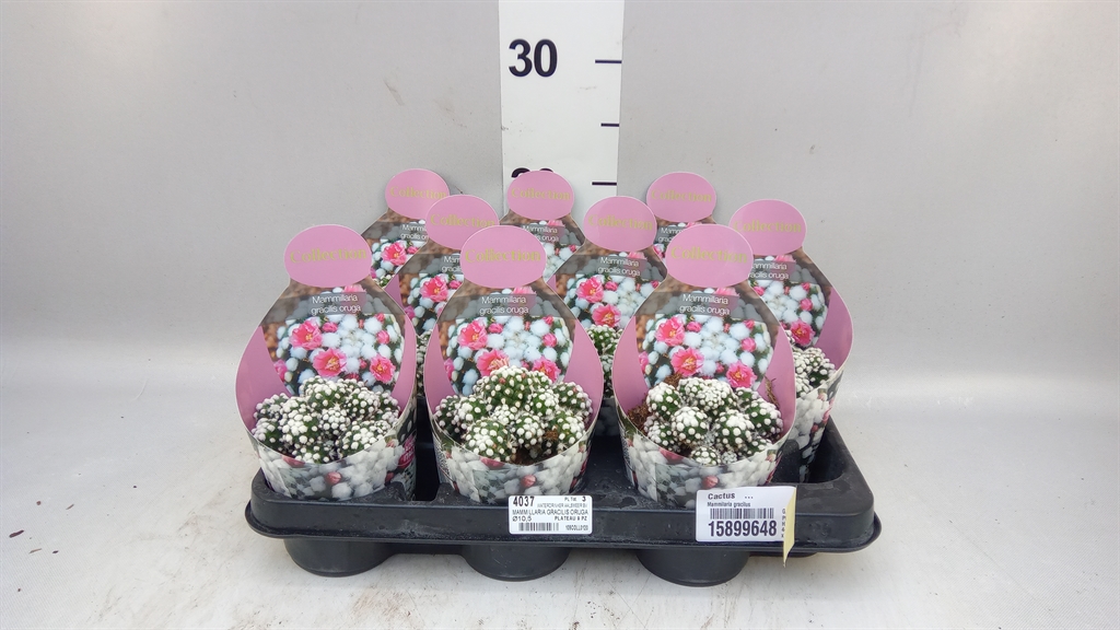 Cactus Overig 510Ø 10cm