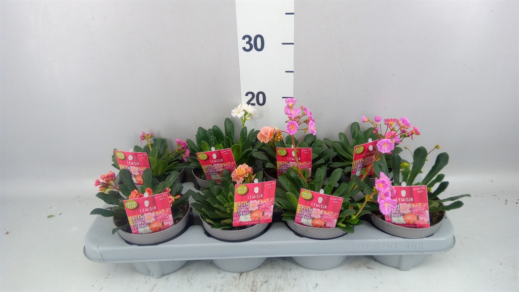 Lewisia Mountain Dreams Mix 12Ø 15cm