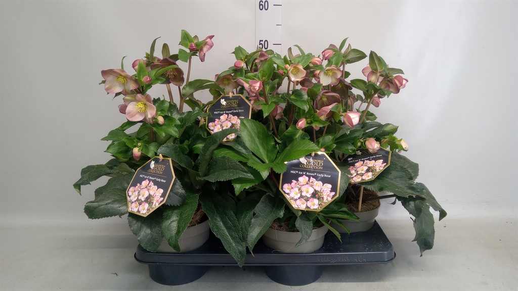 Helleborus Hgc Ice N' Roses Early Rose 17Ø 40cm
