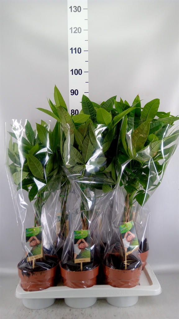 Pachira Aquatica 17Ø 65cm