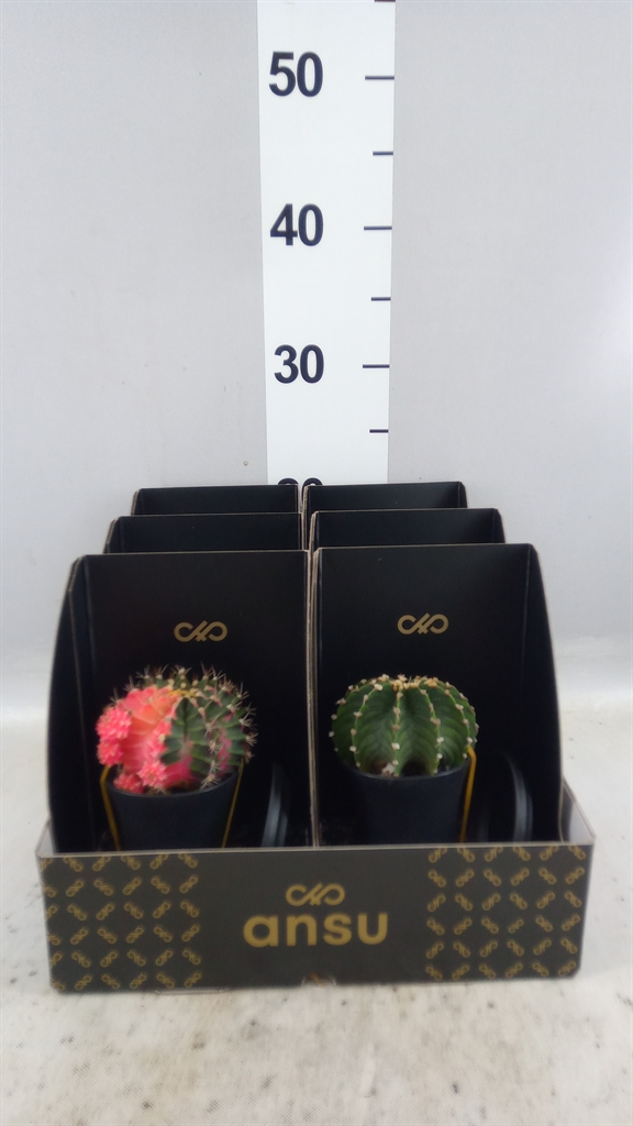 Cactus Overig 507Ø 20cm