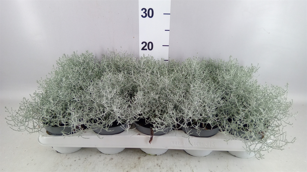 Leucophyta Brownii 10Ø 22cm