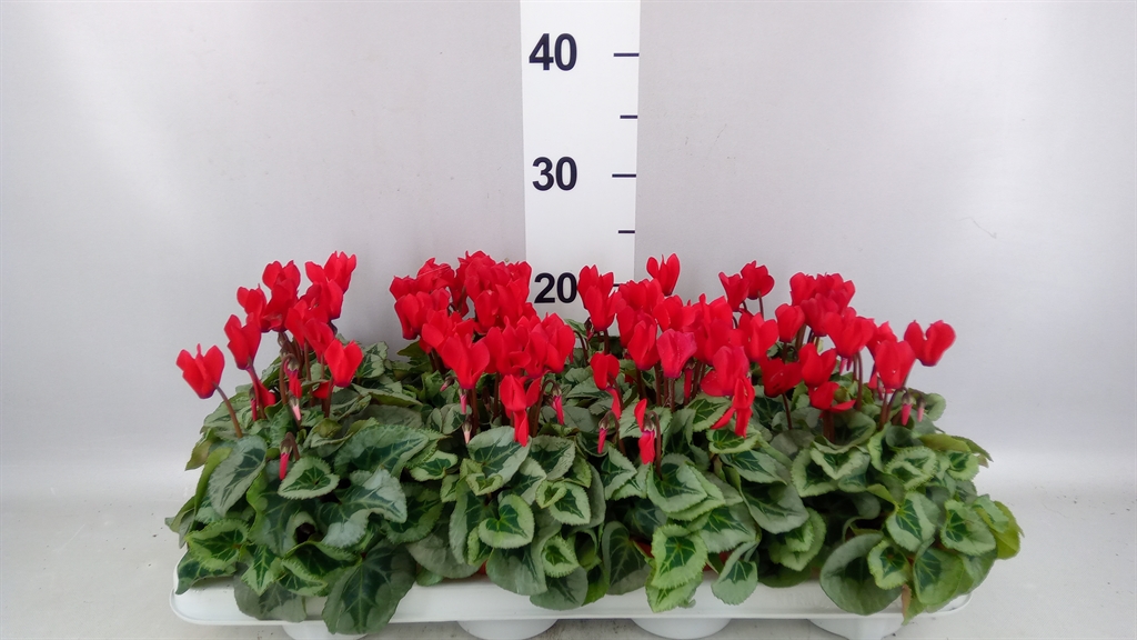 Cyclamen Super Serie Picasso 10Ø 17cm