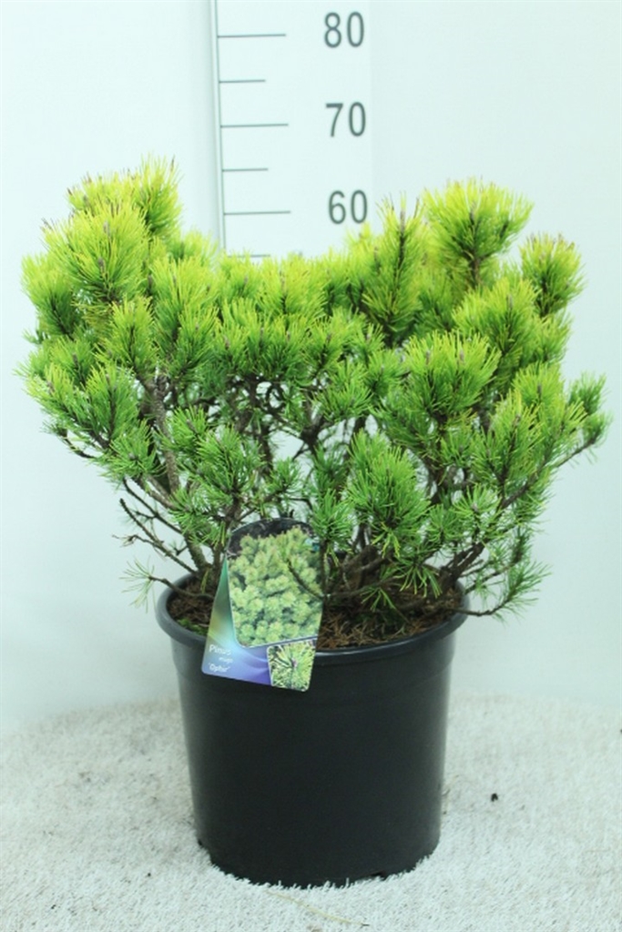 Pinu M Ophir 35Ø 65cm