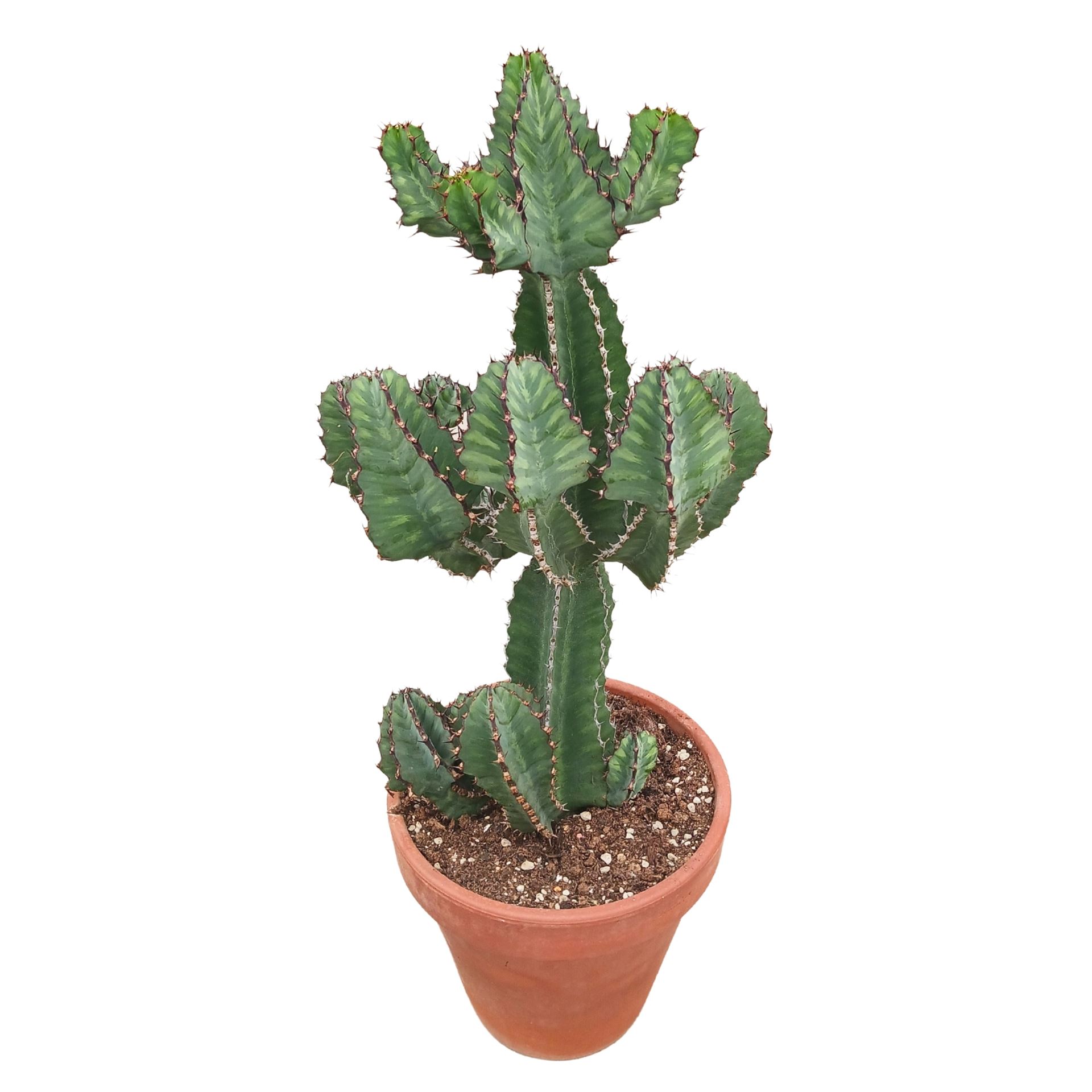 Euphor Succulenten 31Ø 90cm