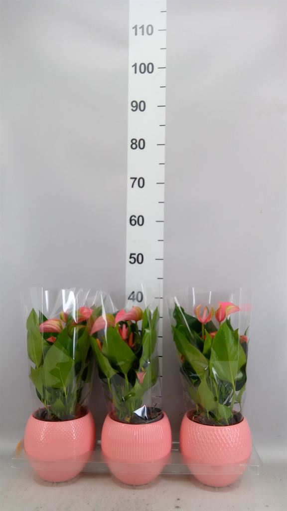 Anthurium Joli 12Ø 40cm