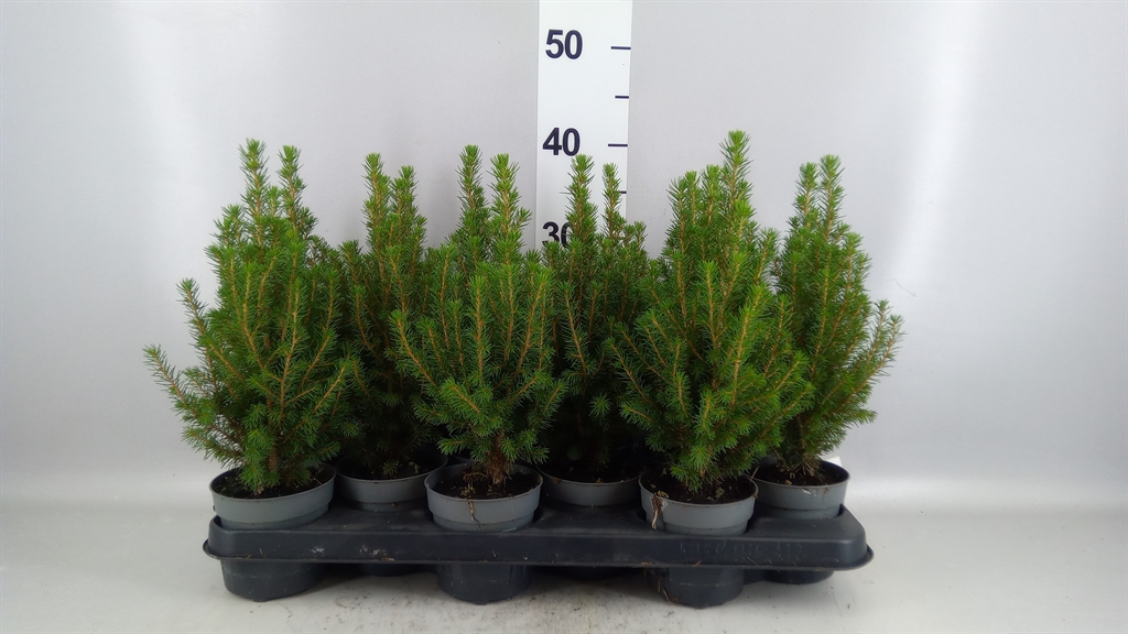 Picea Gl Perfecta 11Ø 38cm