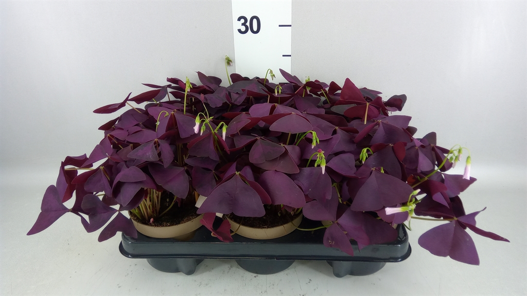 Oxalis Mijke 12Ø 20cm