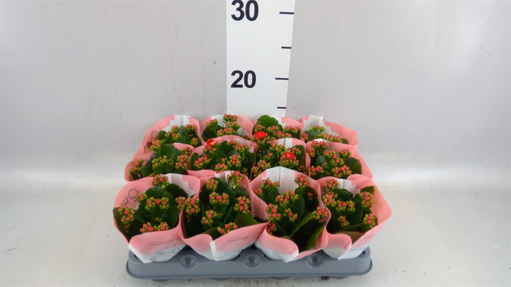 Kalanchoe Double Rose Flowers Noelle 6Ø 14cm