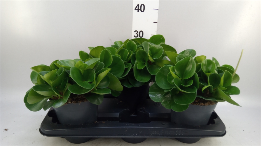 Peperomia Obtusifolia Green Gold 15Ø 30cm