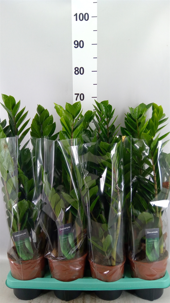 Zamioculcas Zamiifol 14Ø 60cm
