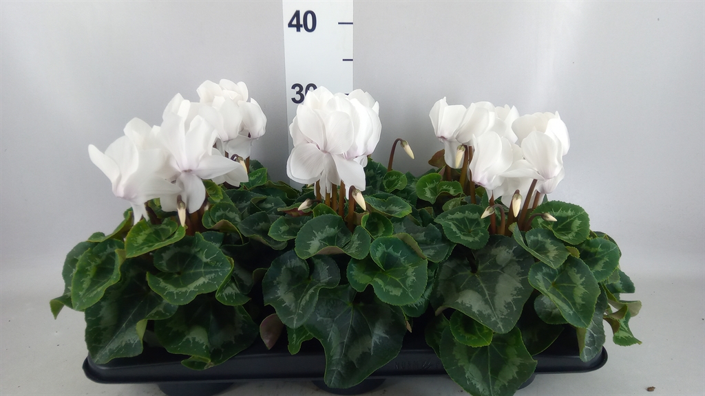 Cyclamen Super Serie Mammoth 13Ø 30cm