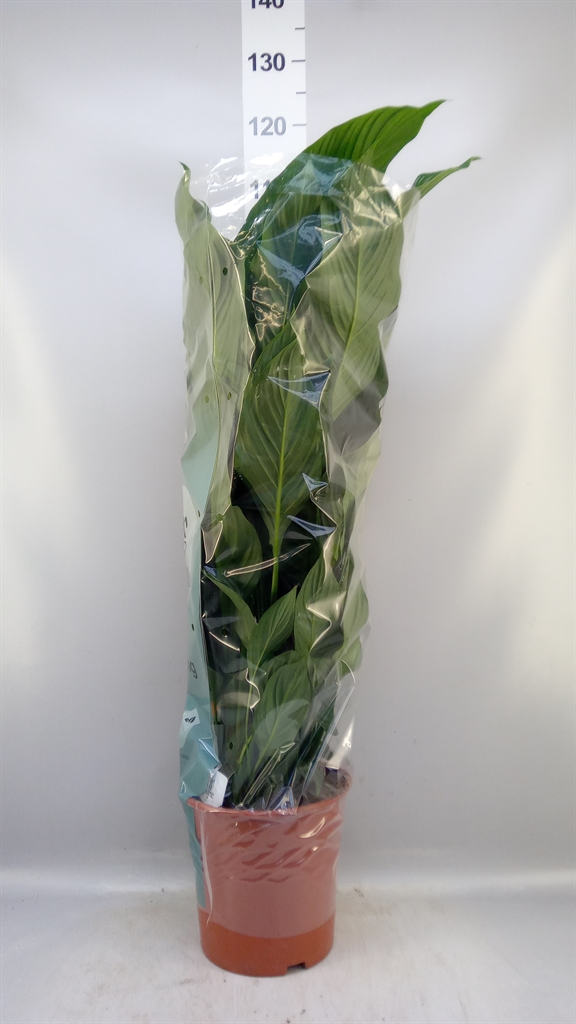 Spath Sweet Silvana 24Ø 100cm