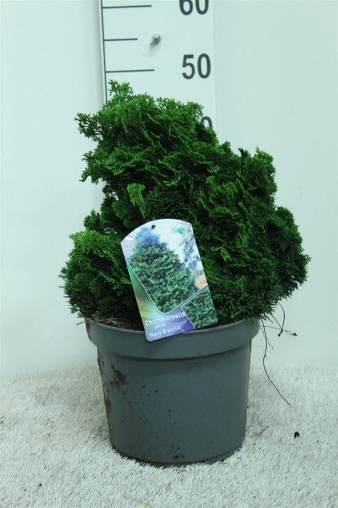 Cham Ov Obt Gracilis 26Ø 50cm