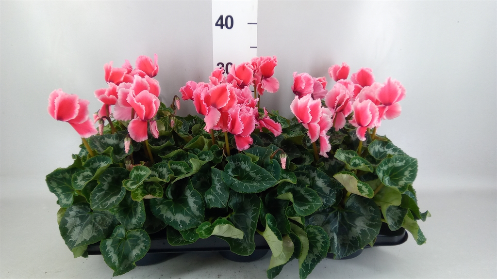 Cyclamen Halios Curly Litchi 13Ø 30cm
