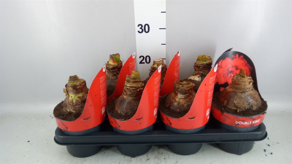 Hippeastrum Double King 14Ø 25cm