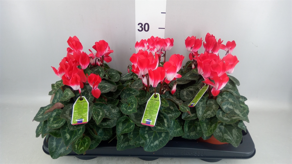 Cycl Md Indiaka 13Ø 23cm