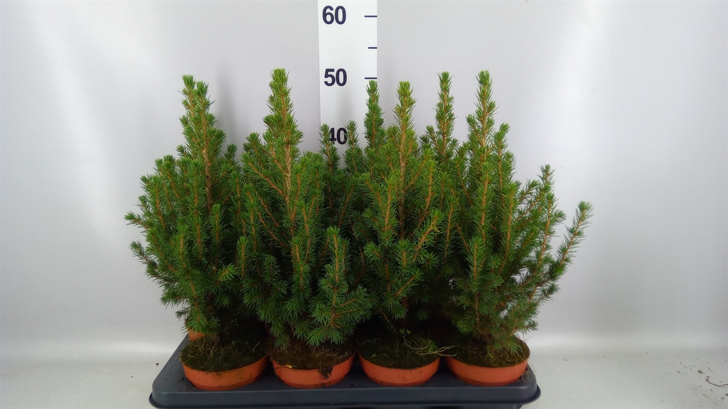Picea Conica 13Ø 45cm