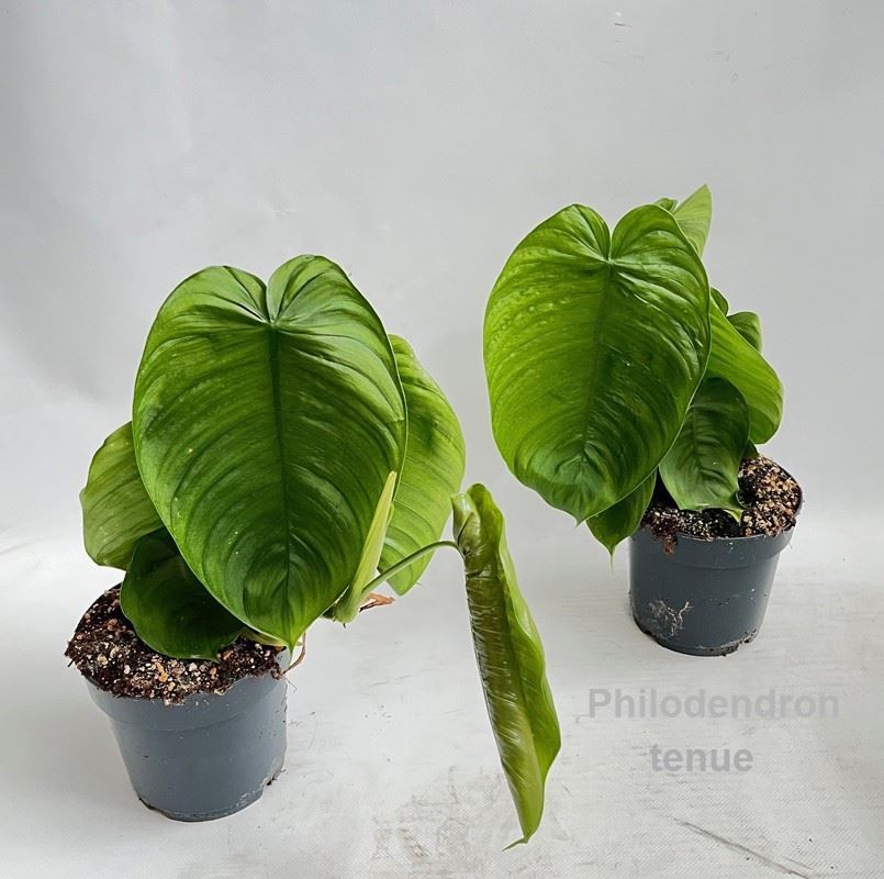 Phil Overig 14Ø 30cm