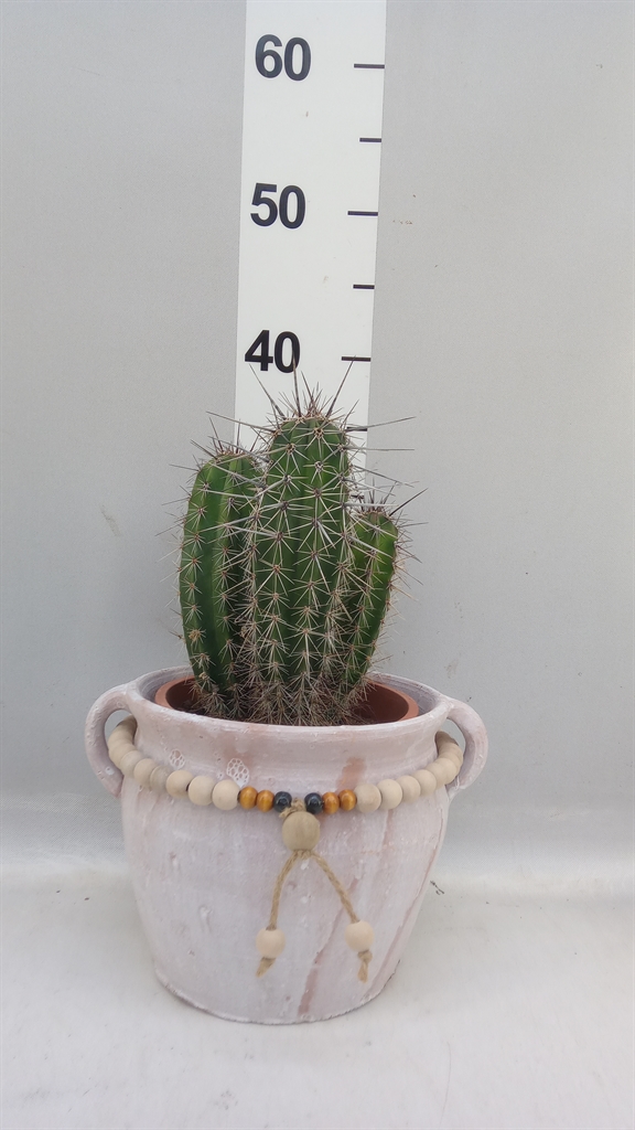 Cactus Overig 28Ø 50cm