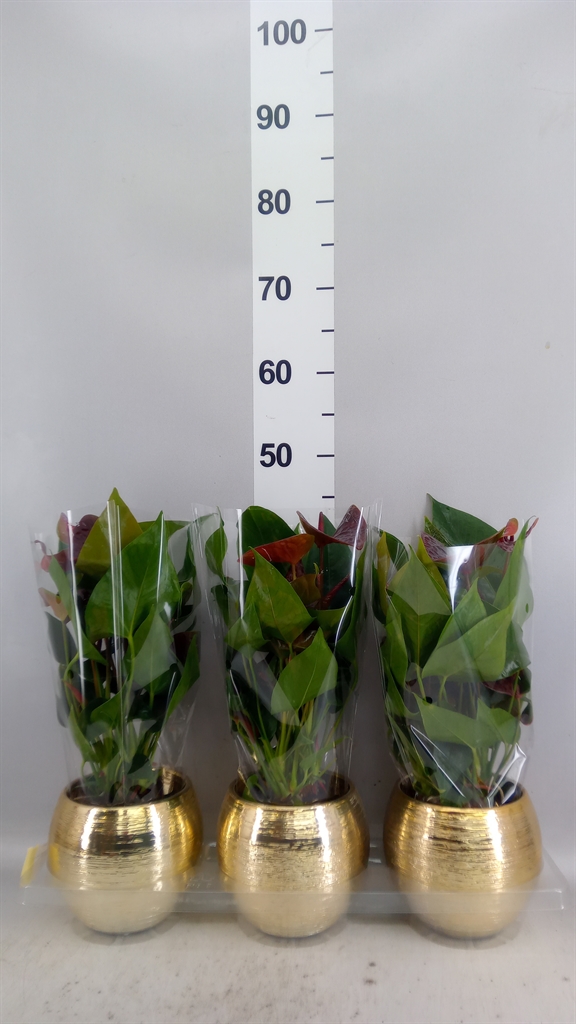 Anthurium Essencia 12Ø 45cm