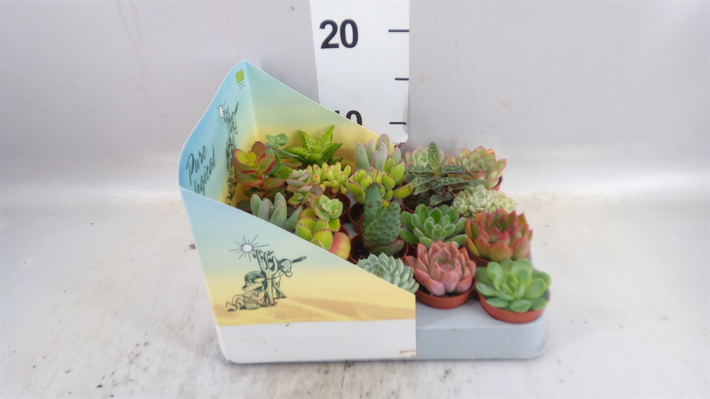 Succulenten Overig 5Ø