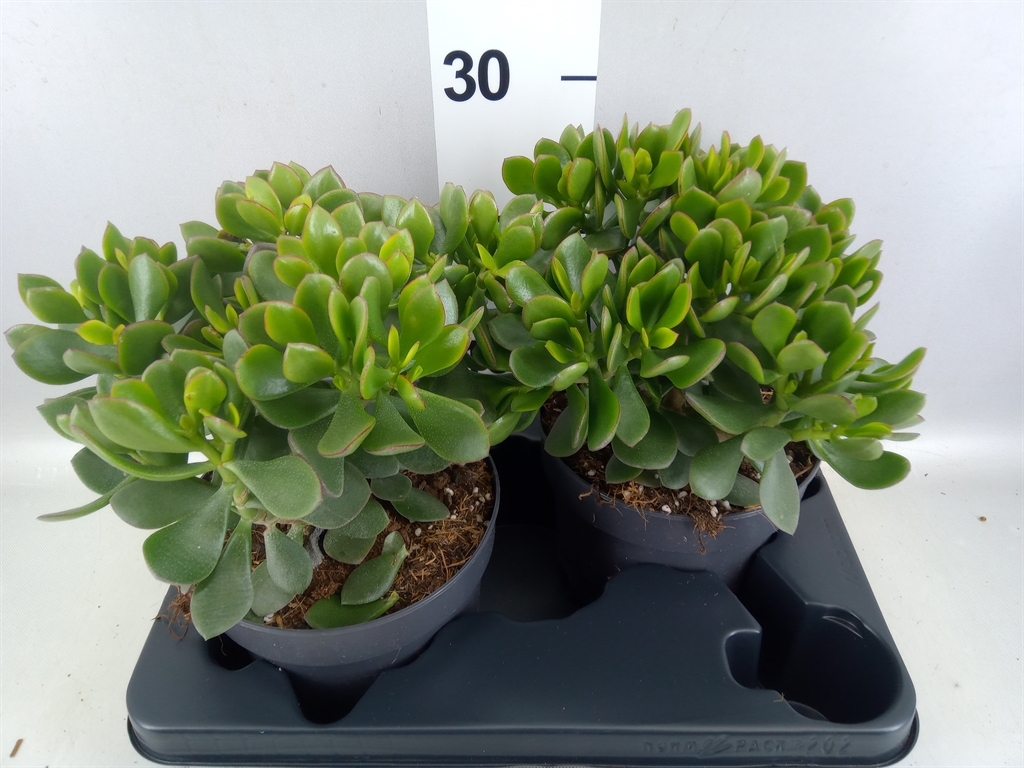 Crassula Minova Magic 17Ø 30cm