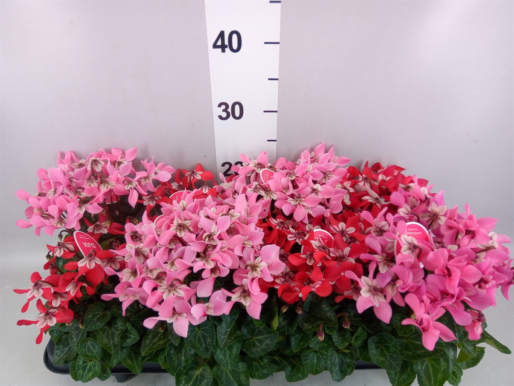 Cyclamen Super Serie Djix 10Ø 23cm