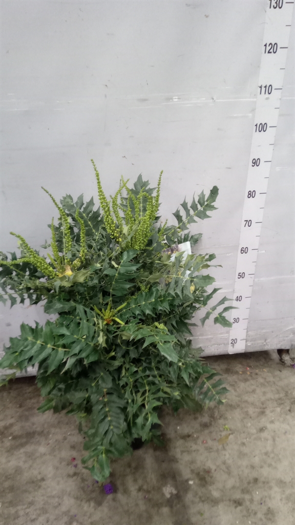 Mahonia Winter Sun 28Ø 120cm