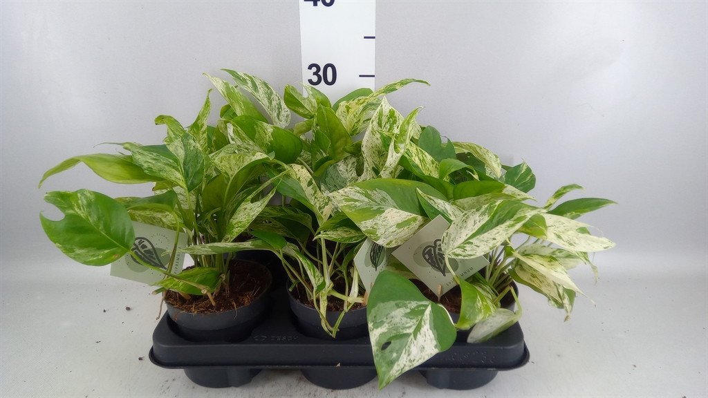 Epipremnum Pinnatum Marble Variegata 12Ø 20cm