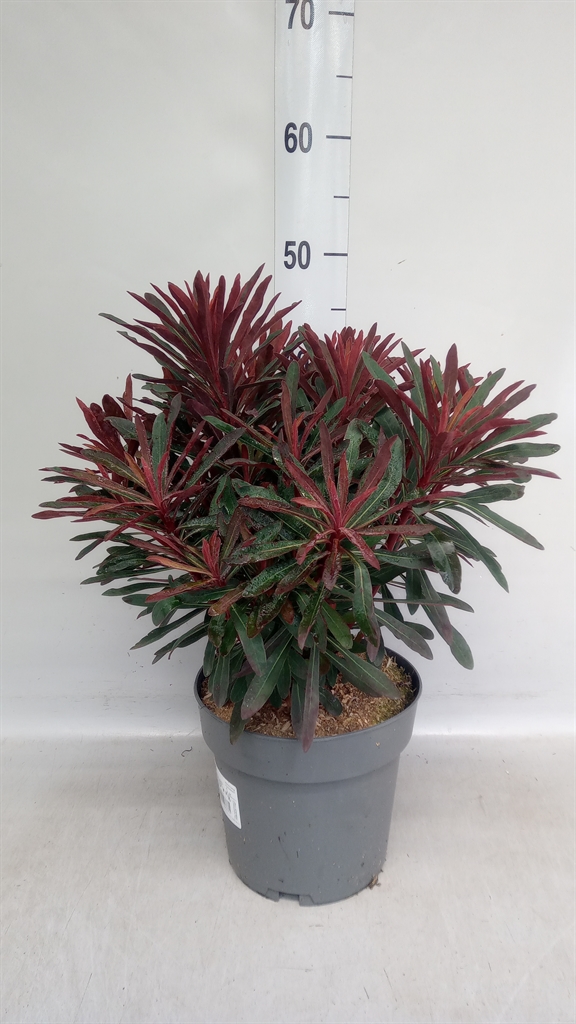 Euphorbia Martinii 19Ø 40cm