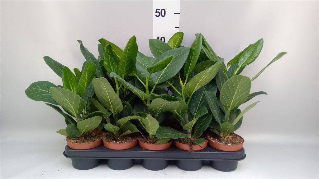Ficus Benghalensis Audrey 12Ø 37cm
