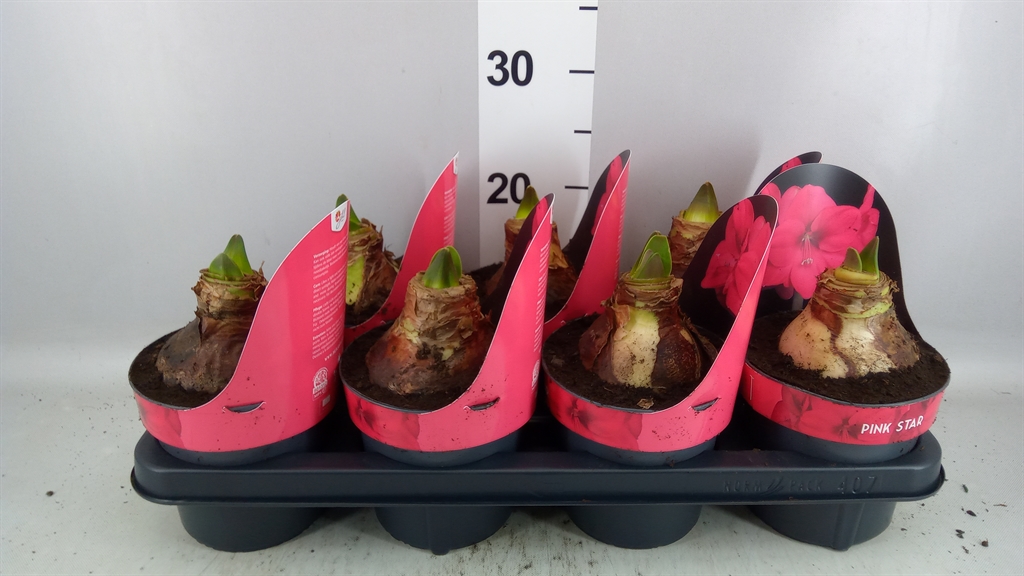 Hippeastrum Lagoon 14Ø 25cm