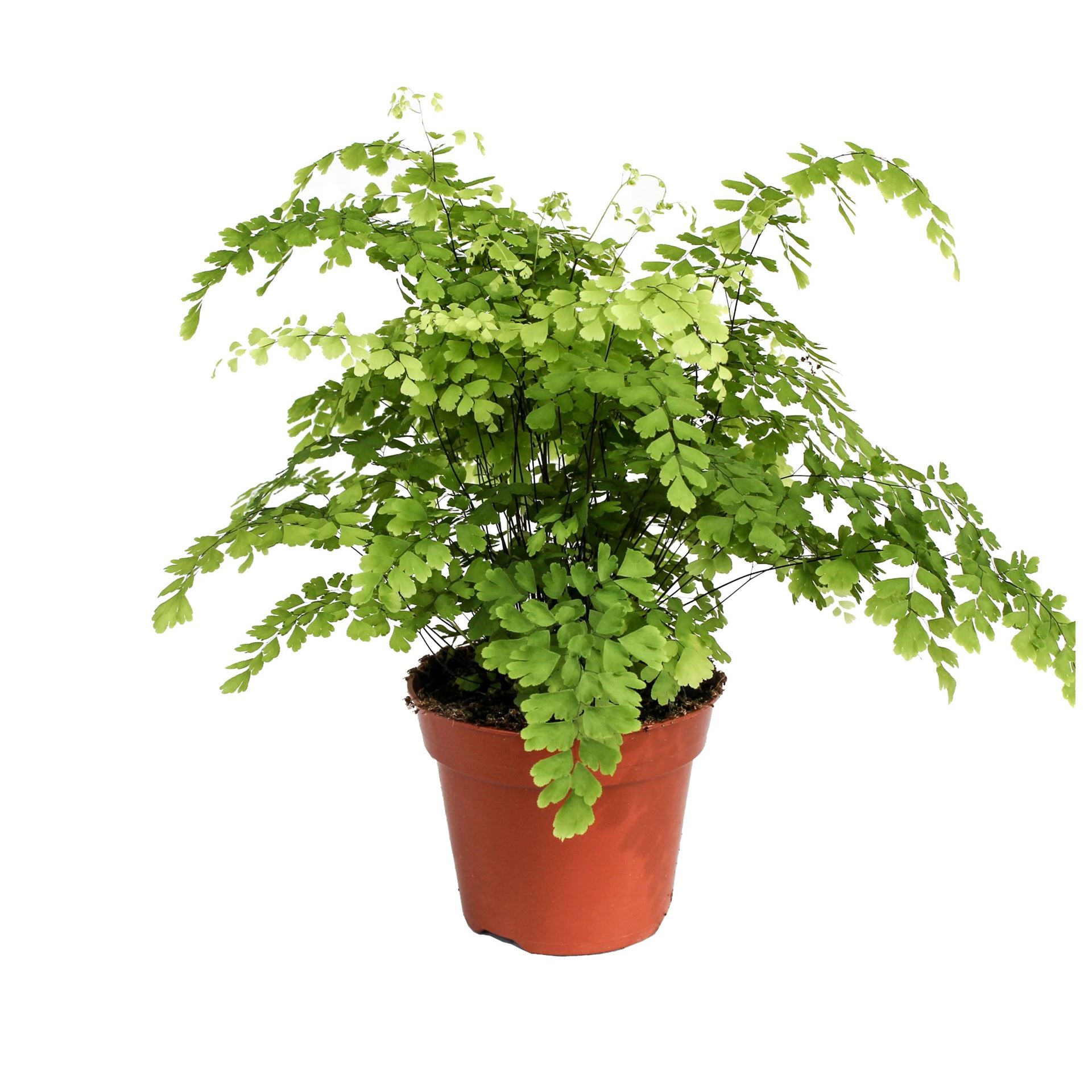 Adian Rad Fragrans 17Ø 40cm