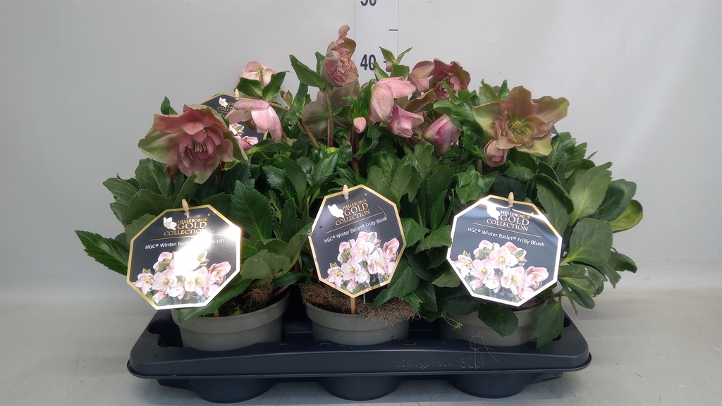 Hell Hgc Wb Fri Rosy 15Ø 30cm