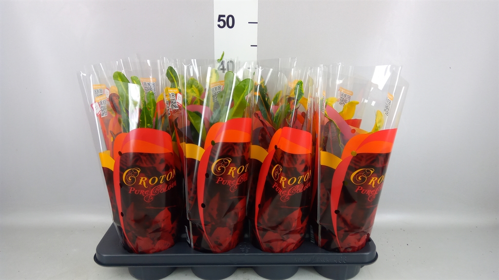 Codiaeum Big Leaf Mammi 13Ø 40cm