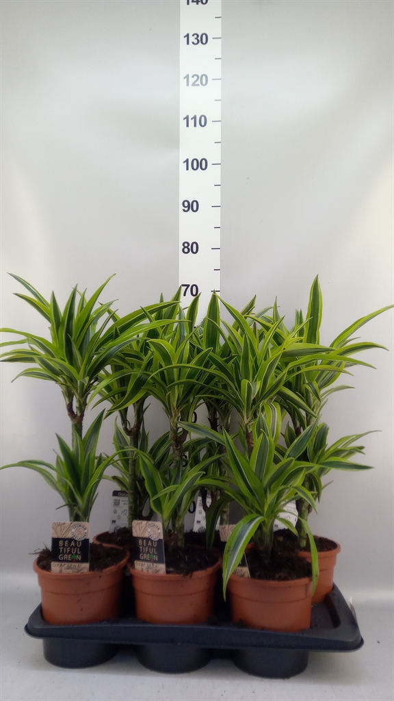 Dracaena Lemon Lime 17Ø 70cm