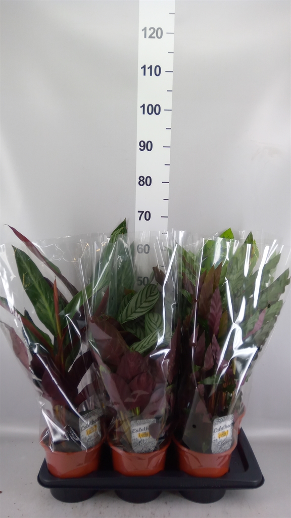Calathea Mixed 4 Varietys 17Ø 50cm