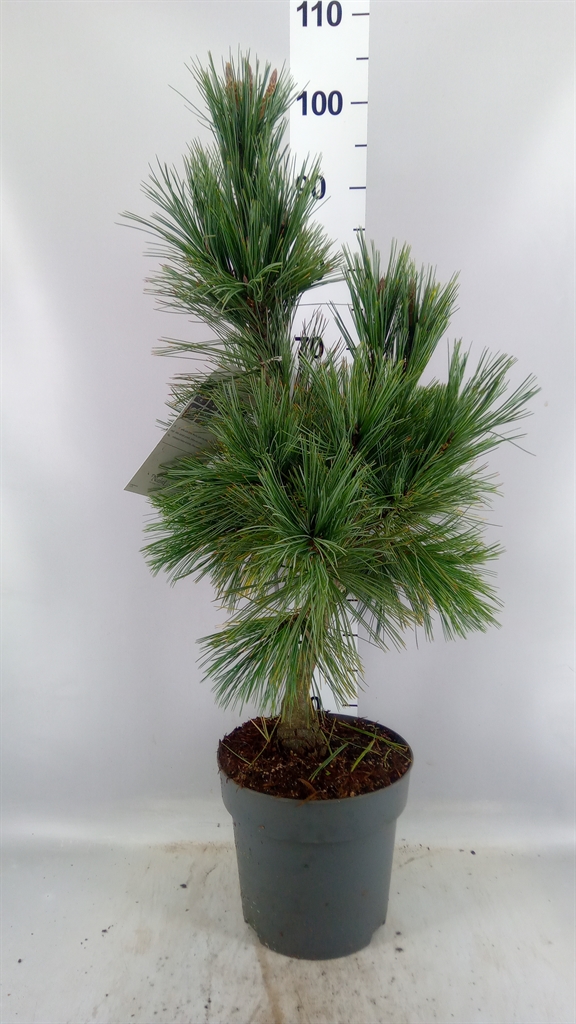 Pinus Overig 27Ø 80cm