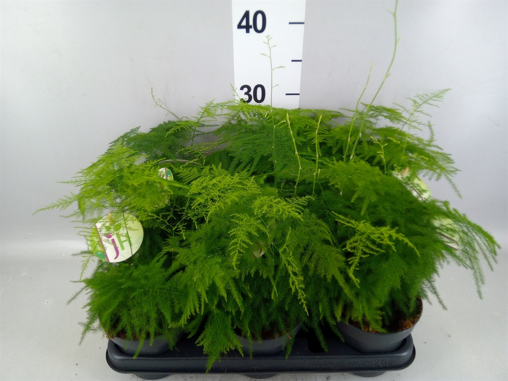 Asparagus Setaceus 12Ø 30cm