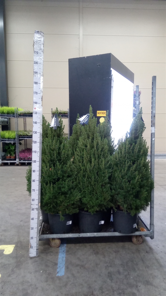 Picea Glauca Conica 140Ø 150cm