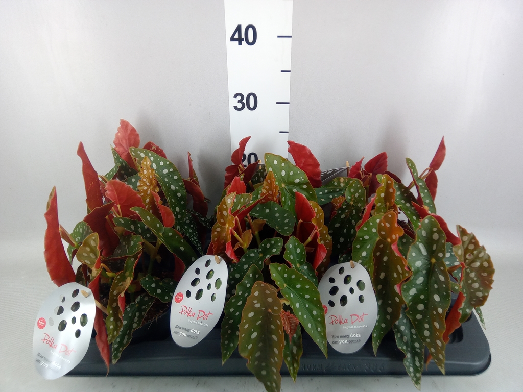 Begonia Maculata 12Ø 20cm