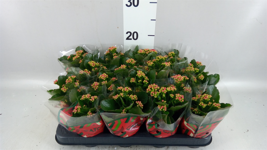 Kalanchoe Double Rubio Red 8Ø 15cm