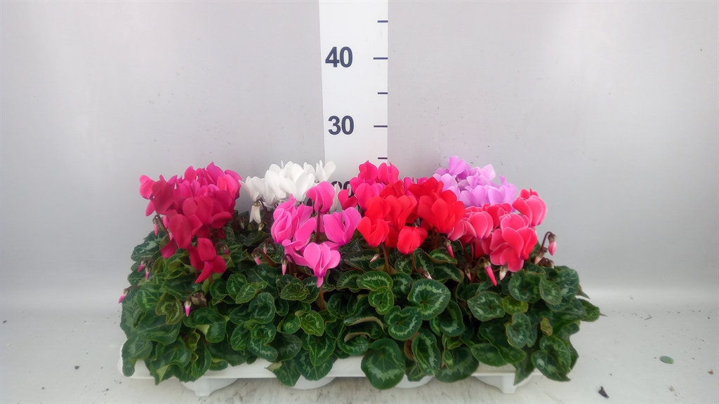 Cyclamen Super Serie Allure 10Ø 20cm