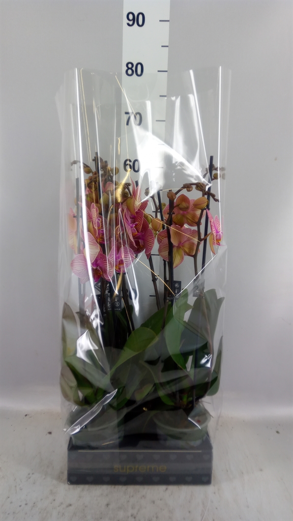 Phalaenopsis Jupiter 12Ø 55cm 2st