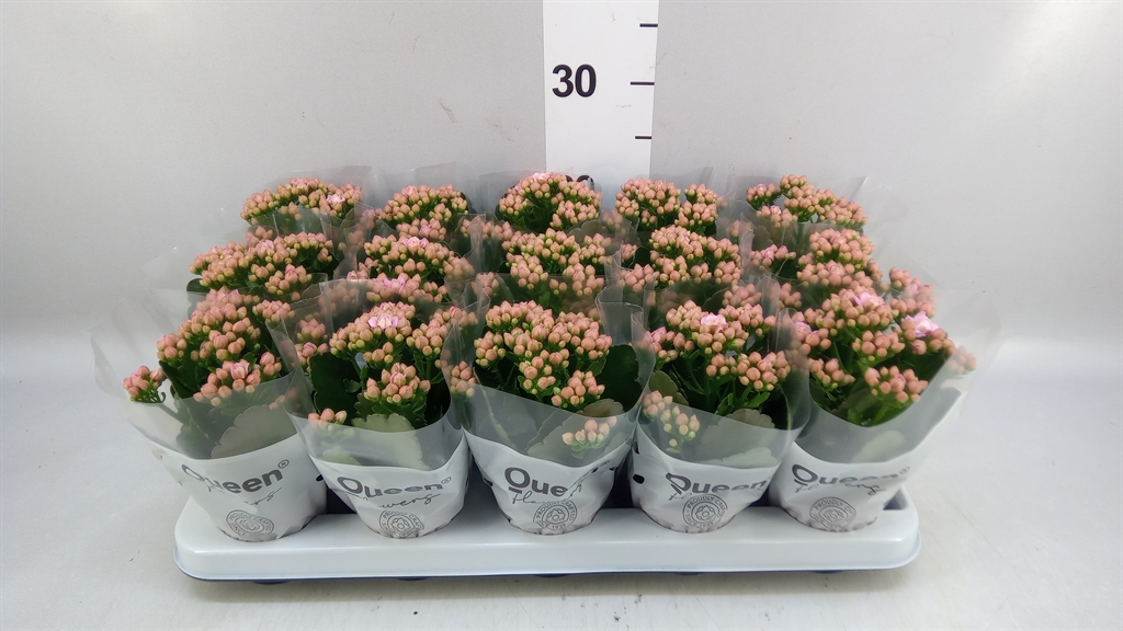Kal Ge Mf Lillian 9Ø 17cm